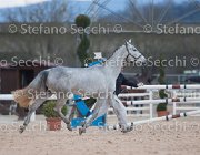 x del Buttasella Tosc Tour2013- S5 1709 : Arezzo, Cavalli d'Italia, Clara del Buttasella, Toscana Tour 2013, foto di Stefano Secchi ©